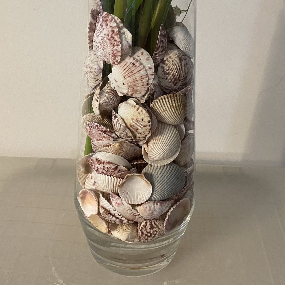 Seashell Symphony / Assortment - Picture 10 of 10